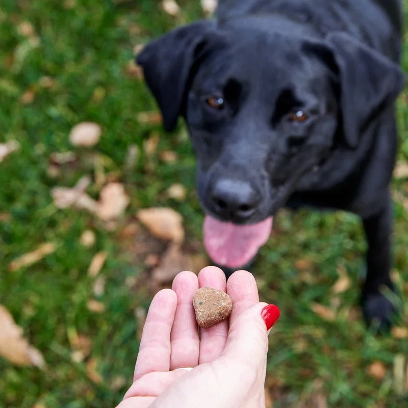 Senior Advanced Probiotic Bites for Dogs, for Gut & Digestive Health, Chicken Flavor 90 Ct Soft Chews